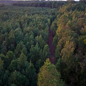 Photo #35 of Off of Lagrange Rd., LaGrange, NC 86.7 acres