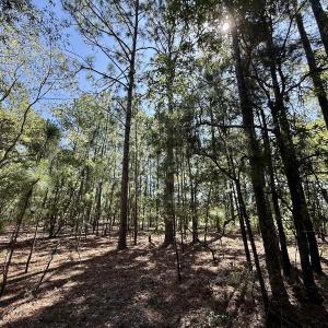 Photo #14 of Lot 10 Marks Rd, Cameron, NC 1.1 acres