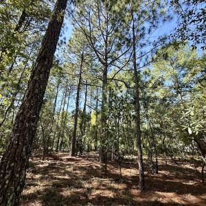 Photo #15 of Lot 10 Marks Rd, Cameron, NC 1.1 acres