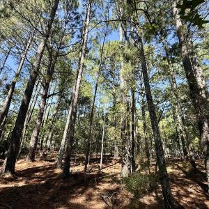 Photo #17 of Lot 10 Marks Rd, Cameron, NC 1.1 acres
