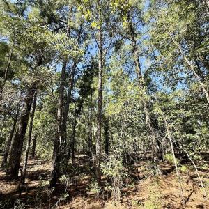 Photo #12 of Lot 11 Marks Rd, Cameron, NC 1.1 acres