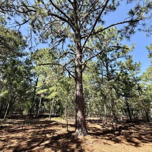 Photo #15 of Lot 11 Marks Rd, Cameron, NC 1.1 acres