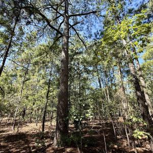 Photo #19 of Lot 12 Marks Rd, Cameron, NC 1.0 acres
