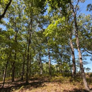 Photo #25 of Off of Timberland Trail, Huddleston, VA 64.3 acres