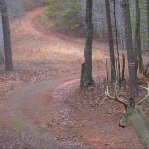 Photo #29 of Off of Timberland Trail, Huddleston, VA 64.3 acres