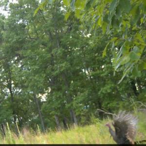 Photo #31 of Off of Timberland Trail, Huddleston, VA 64.3 acres