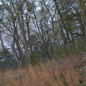 Photo #32 of Off of Timberland Trail, Huddleston, VA 64.3 acres