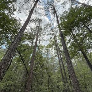 Photo #15 of Off of Elfman Dr, Spring Lake, NC 0.5 acres