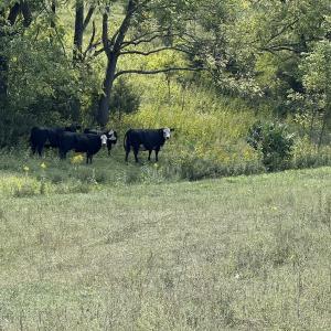 Photo #37 of 576 Alpine Rd, Buchanan, VA 86.4 acres