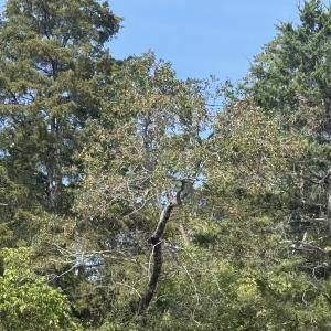 Photo #38 of 576 Alpine Rd, Buchanan, VA 86.4 acres