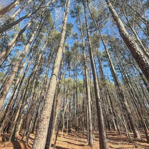 Photo #13 of 1012 S Halifax Rd, Rocky Mount, NC 20.0 acres