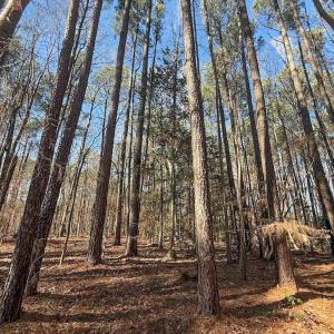Photo #21 of 1012 S Halifax Rd, Rocky Mount, NC 20.0 acres