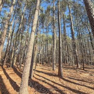 Photo #29 of 1012 S Halifax Rd, Rocky Mount, NC 20.0 acres