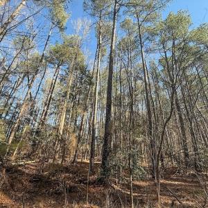 Photo #35 of 1012 S Halifax Rd, Rocky Mount, NC 20.0 acres