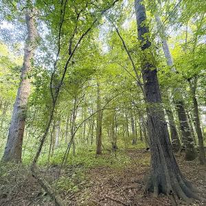 Photo #15 of Off of Clay Street, Franklin, VA 6.7 acres