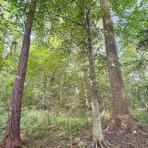 Photo #17 of Off of Clay Street, Franklin, VA 6.7 acres