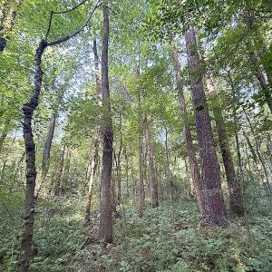 Photo #19 of Off of Clay Street, Franklin, VA 6.7 acres
