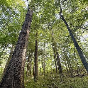 Photo #20 of Off of Clay Street, Franklin, VA 6.7 acres