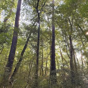 Photo #23 of Off of Clay Street, Franklin, VA 6.7 acres