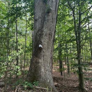 Photo #24 of  799 Sunnyside Rd , Arvonia, VA 140.0 acres