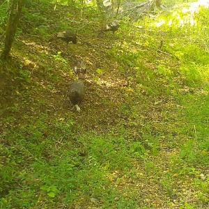 Photo #32 of  799 Sunnyside Rd , Arvonia, VA 140.0 acres