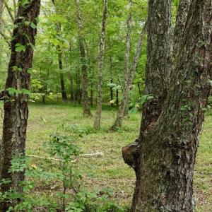 Photo #48 of  799 Sunnyside Rd , Arvonia, VA 140.0 acres