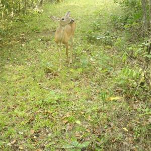 Photo #58 of  799 Sunnyside Rd , Arvonia, VA 140.0 acres