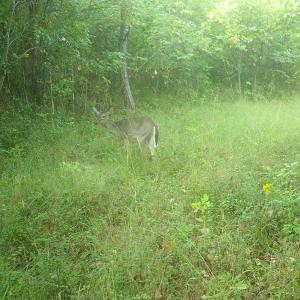 Photo #59 of  799 Sunnyside Rd , Arvonia, VA 140.0 acres