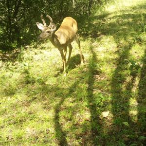 Photo #60 of  799 Sunnyside Rd , Arvonia, VA 140.0 acres