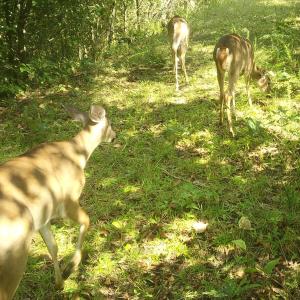 Photo #62 of  799 Sunnyside Rd , Arvonia, VA 140.0 acres
