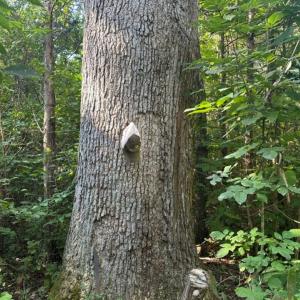 Photo #63 of  799 Sunnyside Rd , Arvonia, VA 140.0 acres