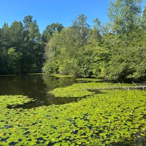 Photo #64 of  799 Sunnyside Rd , Arvonia, VA 140.0 acres