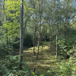 Photo #70 of  799 Sunnyside Rd , Arvonia, VA 140.0 acres