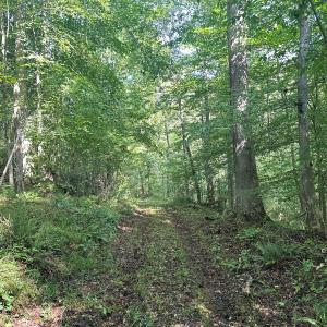 Photo #73 of  799 Sunnyside Rd , Arvonia, VA 140.0 acres