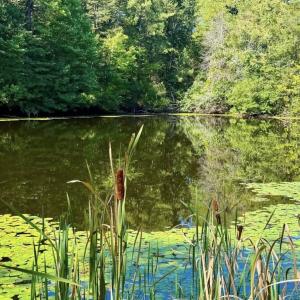 Photo #79 of  799 Sunnyside Rd , Arvonia, VA 140.0 acres