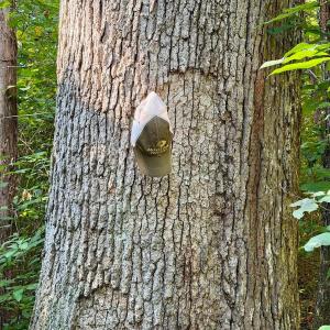 Photo #80 of  799 Sunnyside Rd , Arvonia, VA 140.0 acres