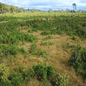 Photo #11 of Off of Saxis Road , Temperanceville, VA 193.0 acres