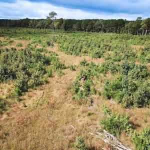 Photo #13 of Off of Saxis Road , Temperanceville, VA 193.0 acres