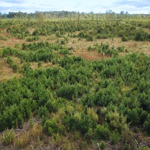 Photo #14 of Off of Saxis Road , Temperanceville, VA 193.0 acres