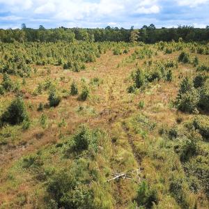 Photo #17 of Off of Saxis Road , Temperanceville, VA 193.0 acres