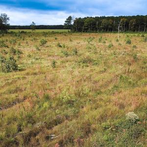 Photo #20 of Off of Saxis Road , Temperanceville, VA 193.0 acres