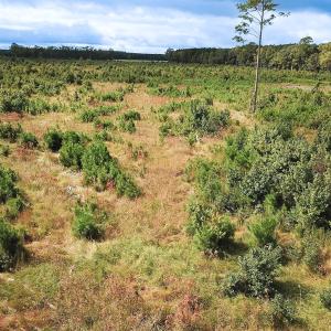 Photo #6 of Off of Saxis Road , Temperanceville, VA 193.0 acres