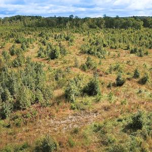 Photo #7 of Off of Saxis Road , Temperanceville, VA 193.0 acres