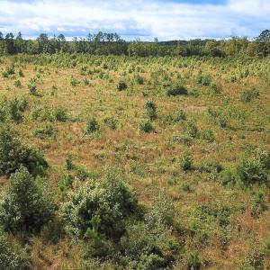 Photo #21 of Off of Saxis Road , Temperanceville, VA 193.0 acres