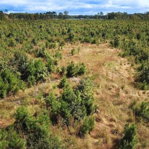 Photo #23 of Off of Saxis Road , Temperanceville, VA 193.0 acres