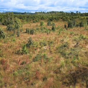 Photo #24 of Off of Saxis Road , Temperanceville, VA 193.0 acres