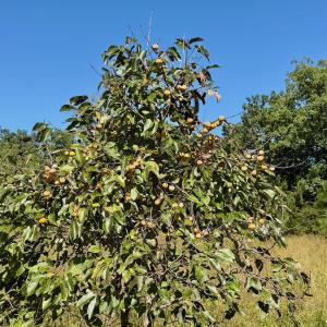 Photo #14 of 1170 Shelton Road, South Boston, VA 637.0 acres