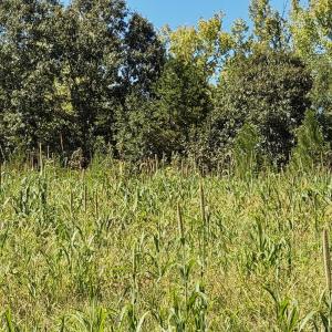 Photo #22 of 1170 Shelton Road, South Boston, VA 637.0 acres