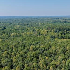 Photo #78 of 1170 Shelton Road, South Boston, VA 637.0 acres