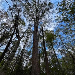 Photo #33 of 15157 Hilltop Lane, Smithfield, VA 20.2 acres